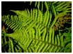 Image of ferns